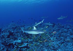 愛知県一宮市のビジネスホテル｜東横INN名古屋尾張一宮駅前の魅力と詳細情報