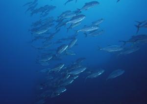 JR九州ホテル鹿児島: 駅直結の贅沢な宿泊体験