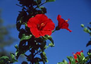東横INN鹿児島中央駅東口：アクセス抜群のビジネスホテルと充実のサービス内容