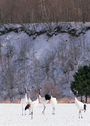 セントレア空港に近い駐車場があります